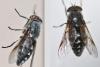 Hybomitra sp.